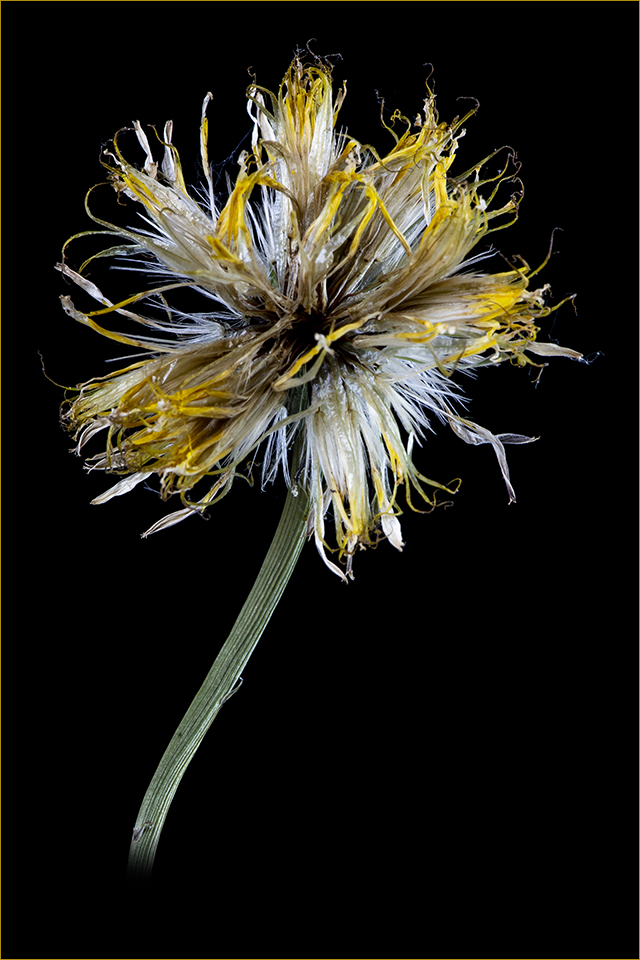 Traditional In Class M By Bill Rothfuss For Bad Hair Day NOV-2018.jpg